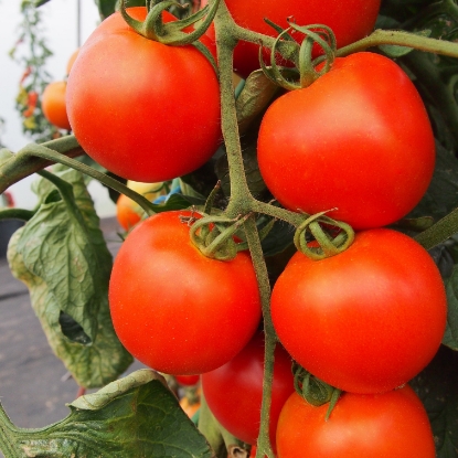 Picture of Tomato Akron F1